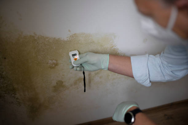 Why You Should Choose Our Mold Remediation Services in Hartsville, TN